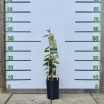 Jazmín vonný (Trachelospermum jasminoides) - výška 40-50 cm, kont. C1,5L